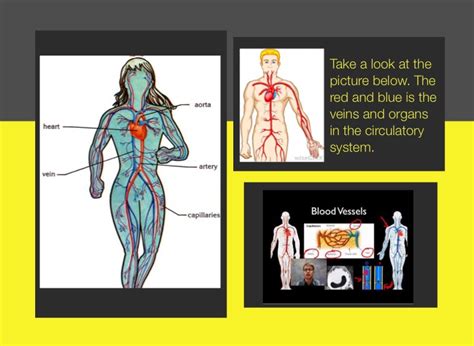 Circulatory System Part 1 Part 3 Screen 4 On Flowvella