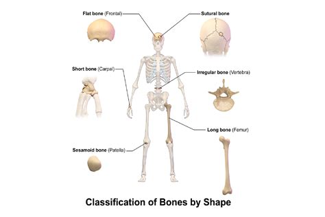 Macam Tulang Berdasarkan Bentuknya Kenali Fungsi Dan Contohnya My XXX