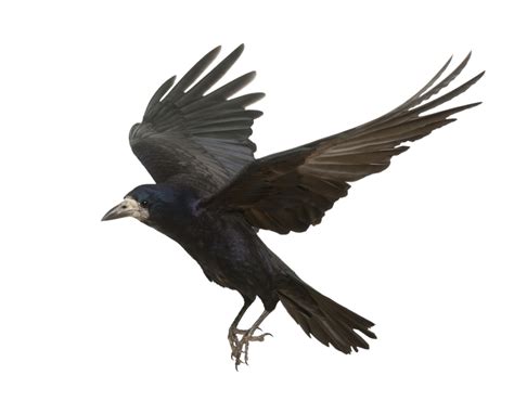 Crow Png Transparent Crow Png Images Pluspng Vrogue Co