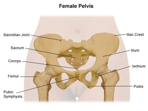 Anatomy of female urinary system. Pelvis Problems | Johns Hopkins Medicine