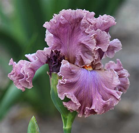 World Of Irises 2016 A Good Year For Tall Bearded Iris
