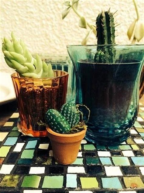 Home Decorating With Cacti And Handmade Cactus Home