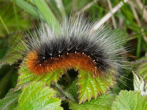 Help With Caterpillar Identification Wildlife Insight