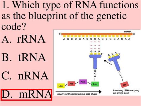 The transfer rna is a family of about 60 small sized ribonucleic acids that can recognize the codon of mrna and exhibit a higher affinity for 21 activated it recognizes the codon on mrna. PPT - FL #24 tRNA's Role in Protein Synthesis PowerPoint ...