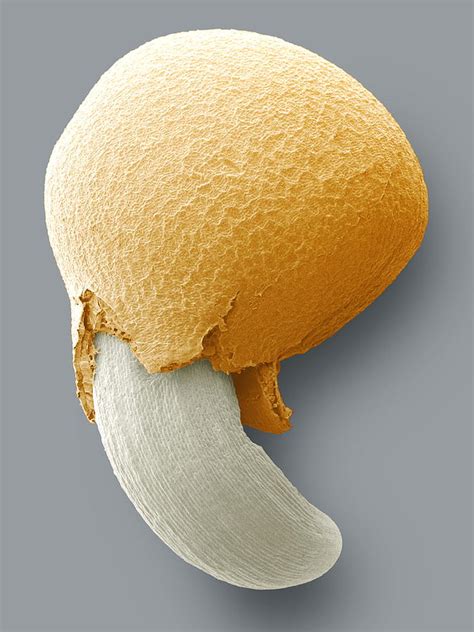 Germinating Seed Sem Photograph By Power And Syred