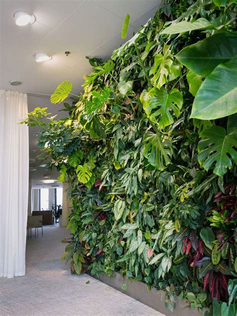 Plants For An Indoor Wall Houseplants For Indoor Vertical Gardens