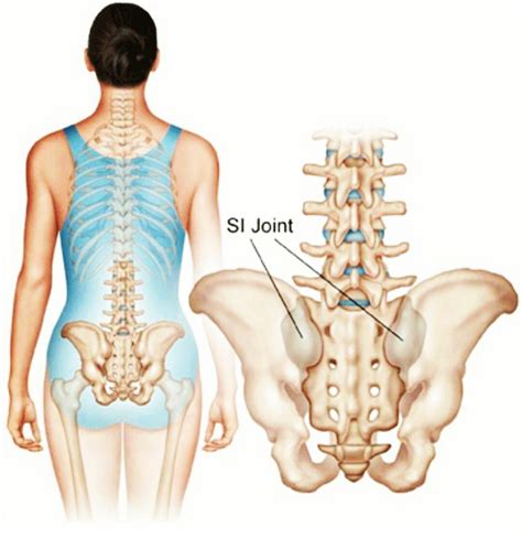 Anatomy Pictures Of Lower Back And Hip Select Chiropractic And Images
