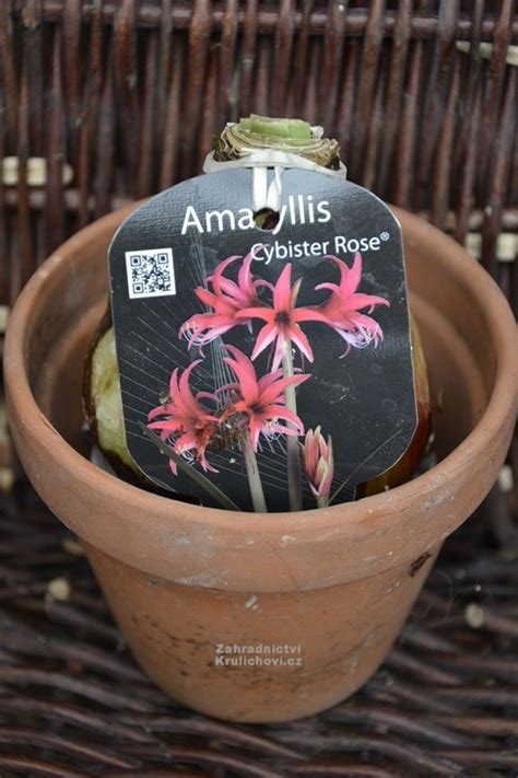 A cybister amaryllis is a remarkable flower. Hippeastrum ( syn. Amaryllis ) " Cybister Rose ...