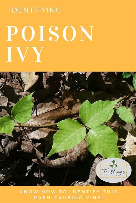 Poison Ivy Trillium Living Garden Pests Poison Ivy Gardening For