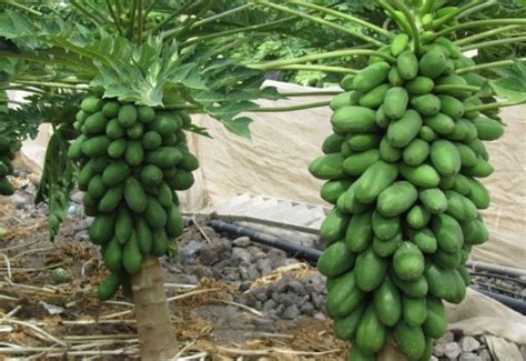 Cara menanam seledri dengan metode hidroponik tergolong mudah dan menguntungkan. Panduan Lengkap Cara Menanam Pepaya Dari Biji Agar Cepat ...