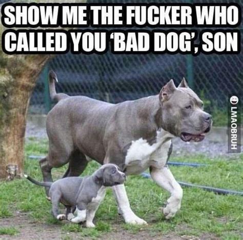 17 Best Images About Sweet Pitbulls On Pinterest American Bullies