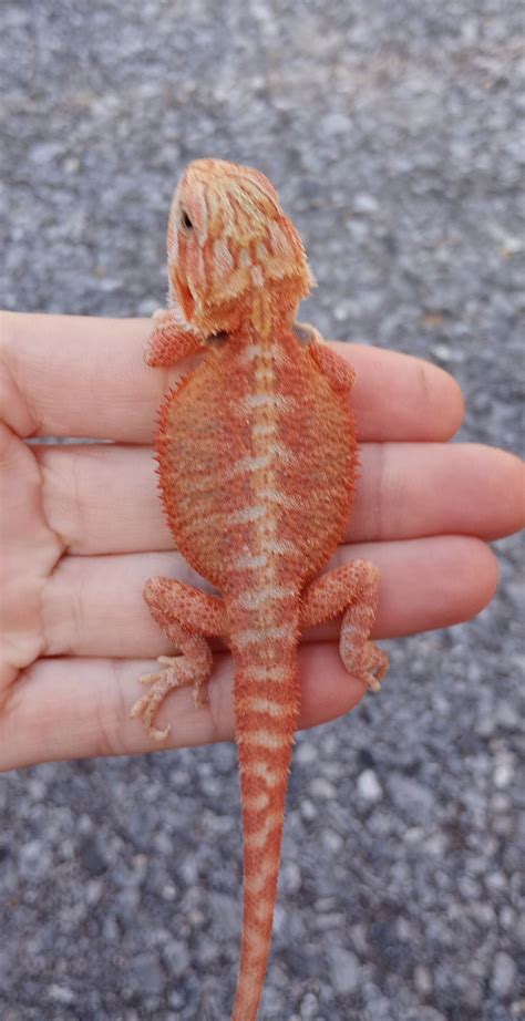 Super Red Hypo Translucent Central Bearded Dragon By Dragon Fortress