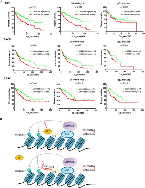 A P53linc00324 Positive Feedback Loop Suppresses Tumor Growth By