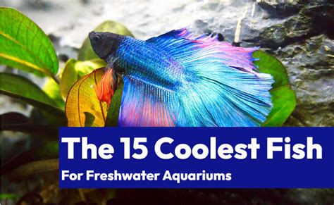 Cool Fish Alert 15 Must Have Freshwater Fish For Your Aquarium Learn