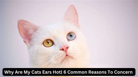 Why Are My Cats Ears Hot 6 Reasons Are Possible