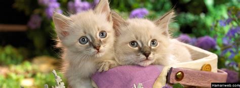 Cute Kitten Facebook Cover Animals And Birds Images And Photos