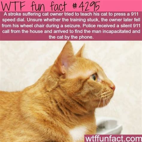 Cats are the most popular pet in the united states: impressive flexible Cat