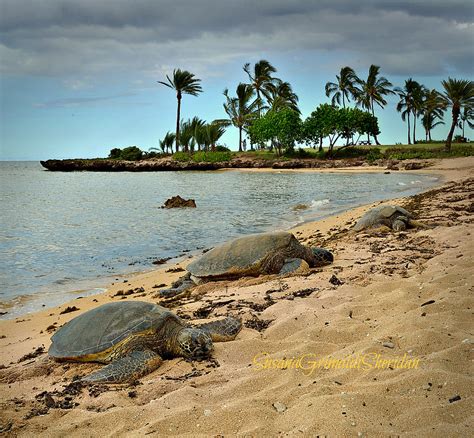 Turtles Sunbathing Turtle Beach Oahu Hawaii Flickr Photo Sharing