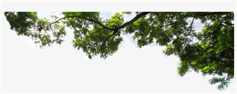 East Yard Tree Branches With Leaves Png Transparent Png 1052x382