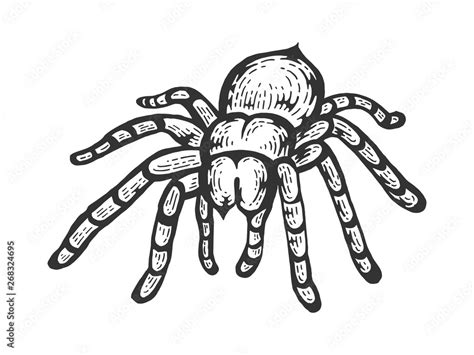 Tarantula Lycosa Wolf Spider Sketch Line Art Engraving Vector