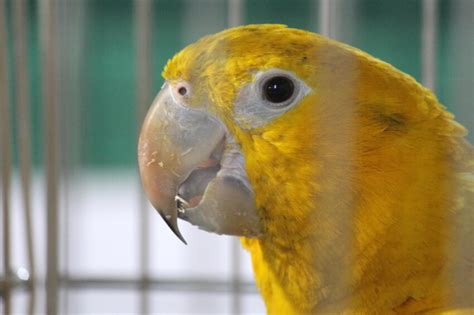 Fria bild gul fågel Bur papegoja