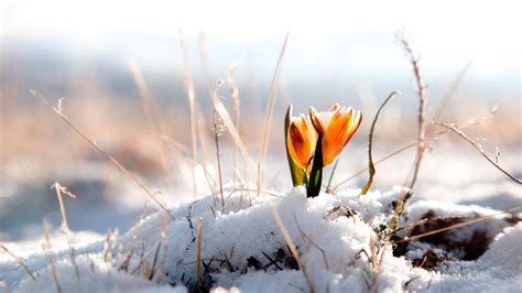 Yellow Spring Flower In The Snow Hd Wallpaper