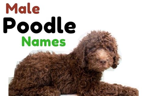 1000 Poodle Names Perfect Names For Perfect Pets