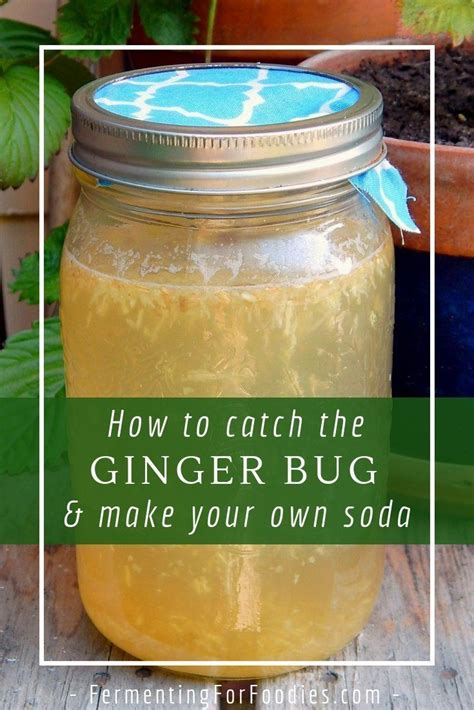 Ginger Bug Is The Easiest Homemade Probiotic Soda All You Need Is