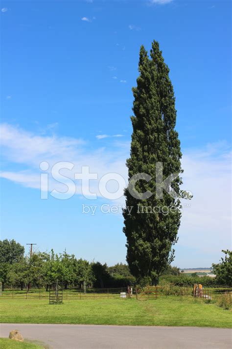 Image Of Tall Lombardy Poplar Tree Latin Populus Nigra Italic Stock