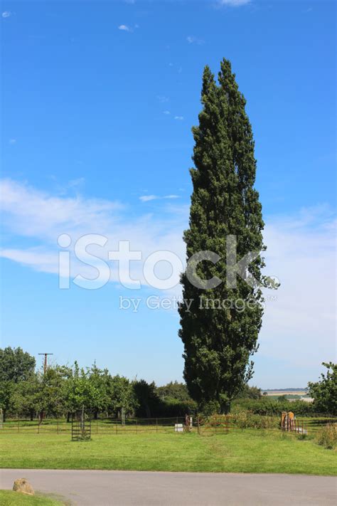 The tree is a deciduous tree, it will be up to 30 m (99 ft) high. Image of Tall Lombardy Poplar Tree (latin: Populus Nigra ...