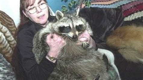 Remembering Bandit The World S Largest Pet Raccoon Who Was Addicted To Pringles Cbc Radio