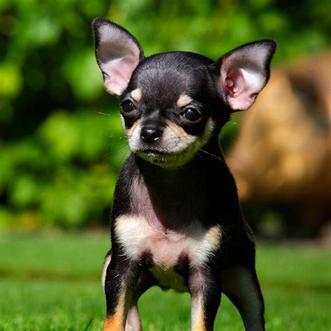 Chihuahua Puppies Florida Chihuahua Puppies For Sale Miami Gorgeous