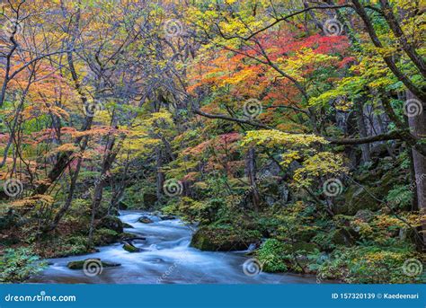 Oirase Stream In Sunny Day Beautiful Fall Foliage Scene In Autumn