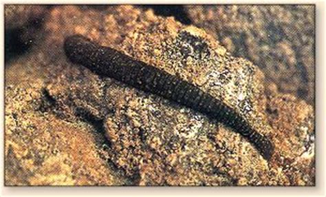 We did not find results for: "Leeches - Fly Angler's OnLine