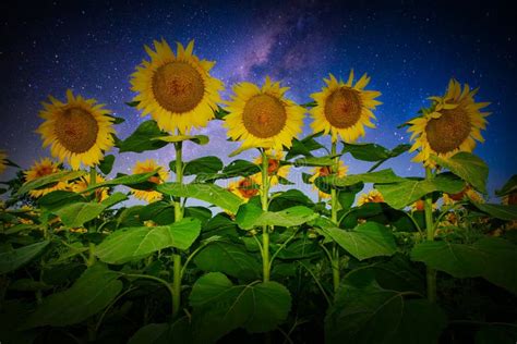Sunflowers Stars Night Milky Way Nature Stock Photo Image Of