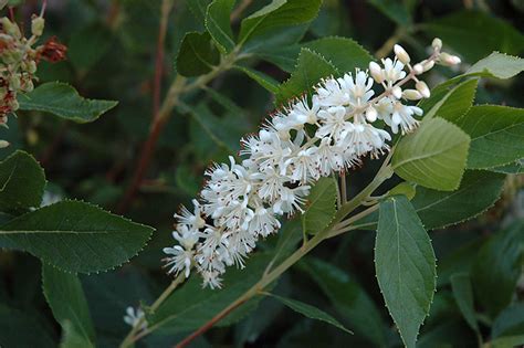 Vanilla spice� is a strong growing and a healthy shrub. Vanilla Spice Summersweet (Clethra alnifolia 'Caleb') in ...