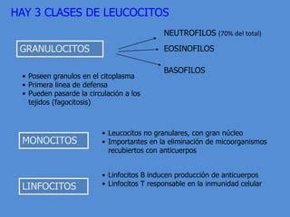 Clasificacion De Los Leucocitos Thetanmapa