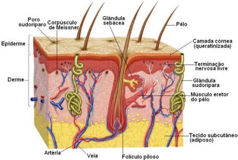 Tecido Epitelial Histologia Tecido Epitelial Colégio Web