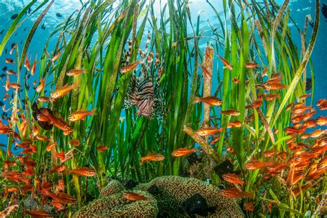 10 Facts About Seagrass You Probably Didnt Know