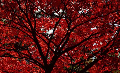 Maple Tree In Autumn Fondo De Pantalla And Fondo De Escritorio