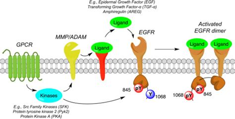 Direct And Indirect Mechanisms Of Egfr Activation Activation Of Egfr