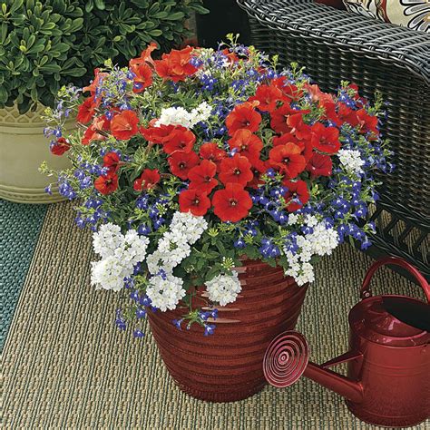 Jarrod and we will be more than glad to resolve this for you. Spring Decorations Annual Plant Combination (pack of 6 ...