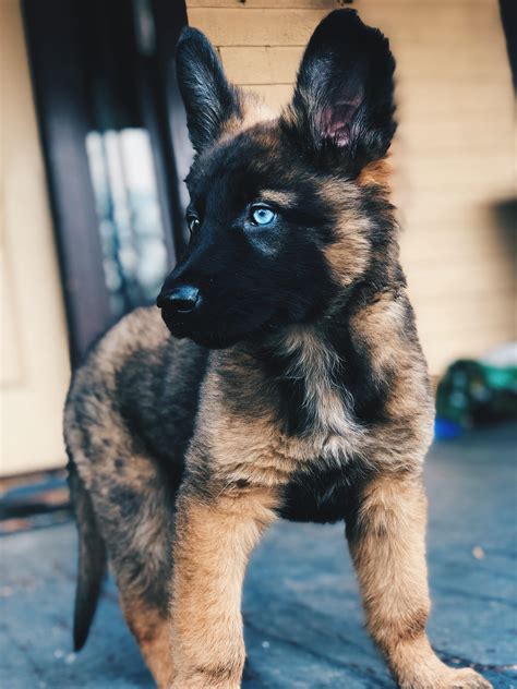 Grey German Shepherd With Blue Eyes Have You Ever Seen A German