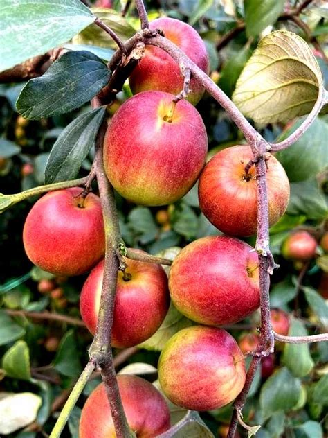 Genuine Thai Ball Sundari Apple Ber Plant For Garden At Rs 10piece In Kolkata