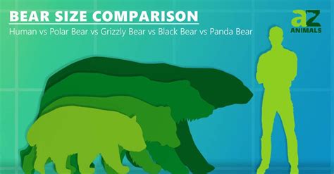 Bear Size Comparison How Big Are Different Bears Imp World