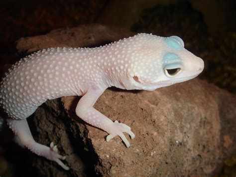 Leopard Gecko Wallpapers Wallpaper Cave