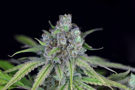 Vente De Graines De Cannabis Féminisées Critical Purple Kush De Seedsman