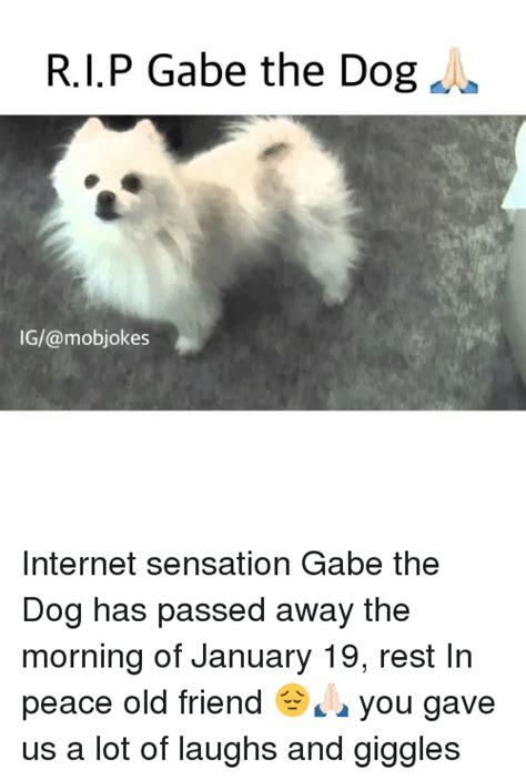 He made a few memo videos on youtube. 25+ Best Memes About Gabe the Dog | Gabe the Dog Memes