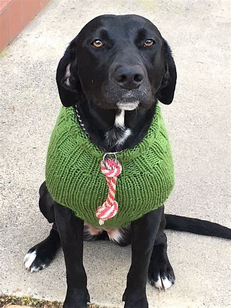 Ravelry The Ozzie Large Dog Sweater Pattern By Jenna Greer Large Dog