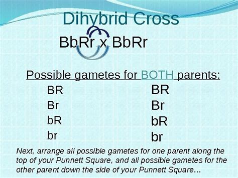 We now consider a dihybrid cross. Heredity and Genetics Part Two Dihybrid Crosses